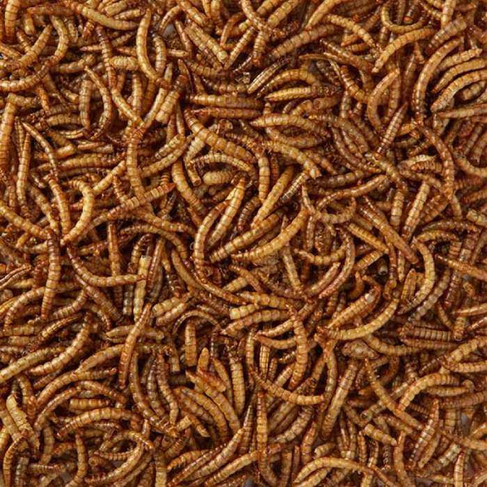 Songbird 100% Natural Dried Mealworms Six Pack